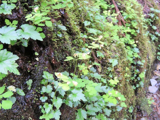 IMG_1266.JPG